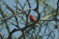 Red-Billed Firefinch
